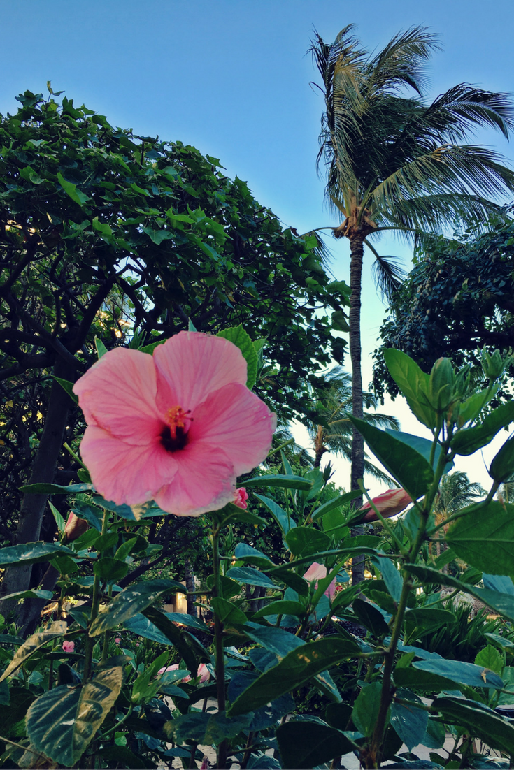 hibiscus-hawaii