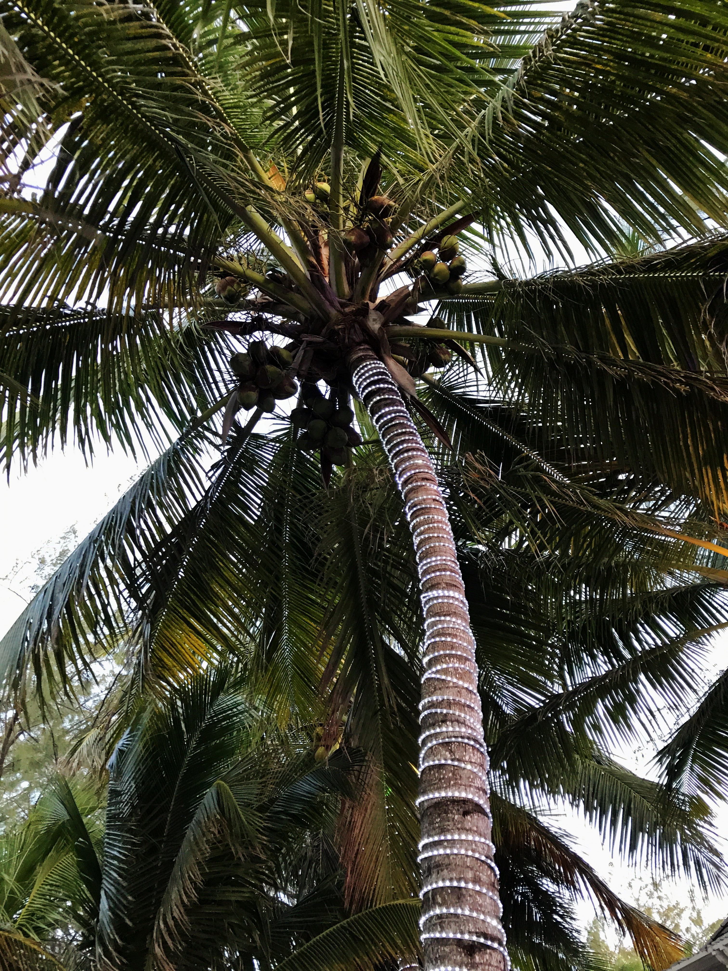 palm tree ceilings